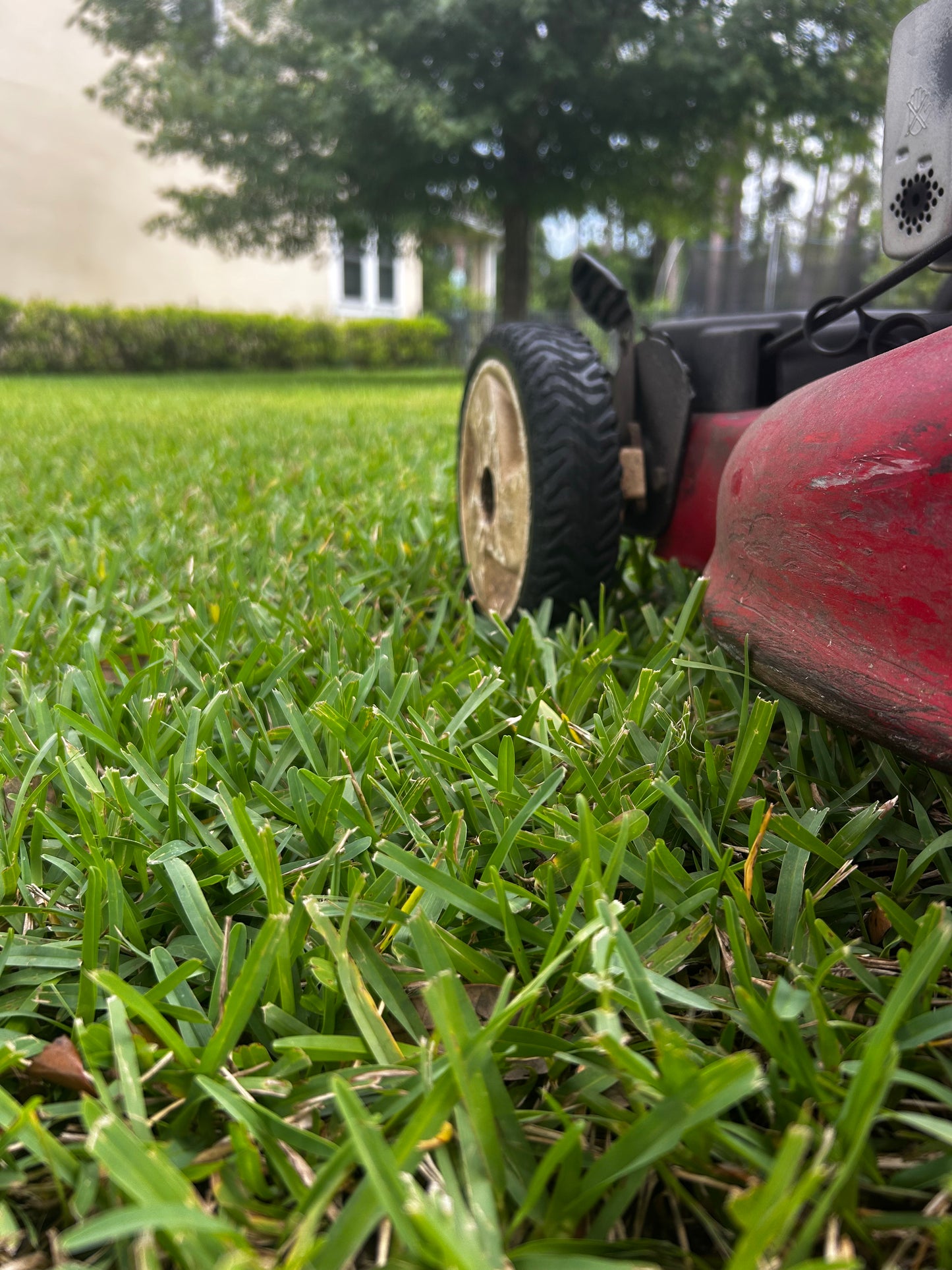 Lawn Mowing
