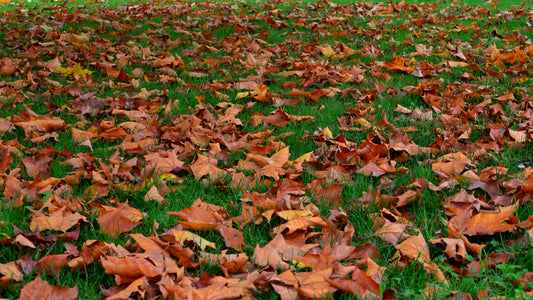 Yard Cleanup
