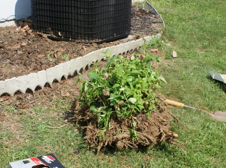 Small Tree & Shrub Removal
