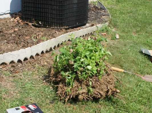 Small Tree & Shrub Removal