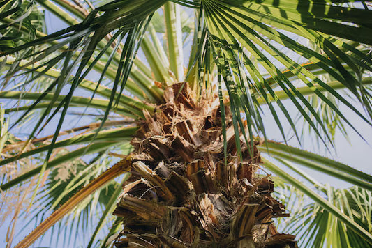 Palm Trimming